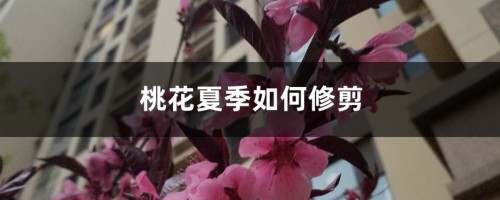 桃花夏季如何修剪