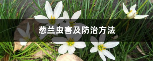 葱兰虫害及防治方法